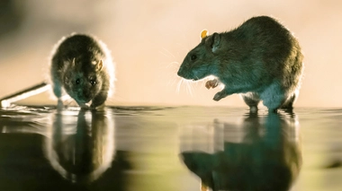 Paris : la chasse aux rats est ouverte