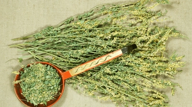 Le mélilot est une plante qui peut aider à soulager les symptômes de la ménopause