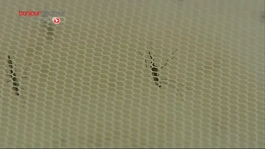 Insecticides : comment sont testées leurs efficacités ?