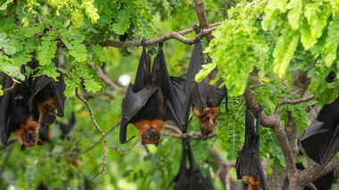Les chauves-souris sont suspectées d'être à l'origine de la plupart des épidémies (photo d'illustration)