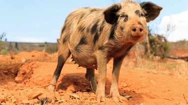 Un porc à Madagascar (Illustration)