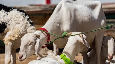 Des chèvres à côté de la Mosquée de Divinité dans le village de pêcheurs de Ouakam, à Dakar