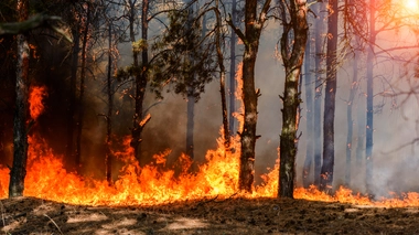 Plusieurs hectares de forêt en proie aux flammes en Algérie (photo d'illustration)