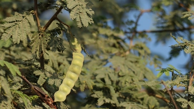 La gomme arabique, qui est produite par le gommier, aurait des vertus contre l'hypertension selon certains tradipraticiens