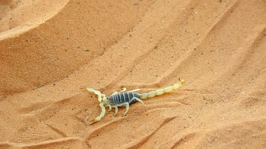 Et si le venin des scorpions et vipères avait aussi un bon côté (photo d'illustration)