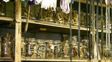 Les guérisseurs traditionnels sud-africains se sont adaptés à la pandémie (Image d'illustration)