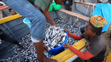 La transformation et l'exportation du poisson affame l'Afrique de l'Ouest (Image d'illustration/Crédit photo Dietmar Temps)