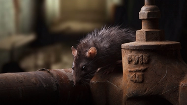 La transmission de la peste à l'homme se fait via les puces infectées présentes sur certains rongeurs (photo d'illustration)