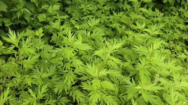 L’artemisia annua est utilisée dans un traitement curatif contre le Covid-19 lancé par Madagascar