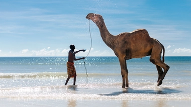 Au Kenya, le dromadaire est célèbre pour son lait et sa viande (photo d'illustration)
