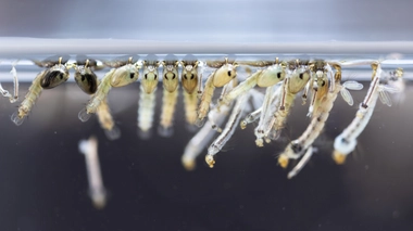 Le premier stade du moustique, après le stade des oeufs, est donc la larve de moustique