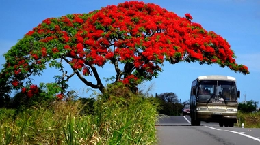 A Maurice, on s'inquiète de la multiplication des cas suspects de coronavirus (Illustration)
