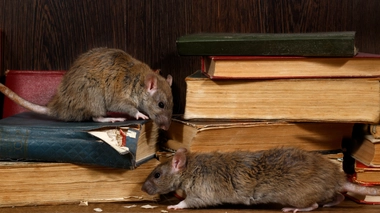 Les puces de certains rats infectés peuvent transmettre la peste (photo d'illustration)