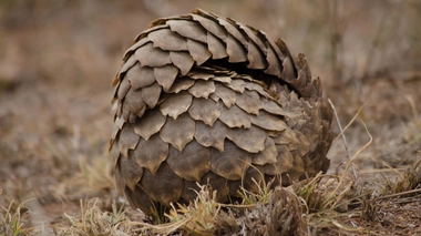 Lorsqu'il est en danger, le pangolin se roule en boule