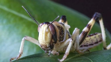 Les criquets pèlerins ravagent les agricultures et peuvent créer une menace de faim (Illustration)