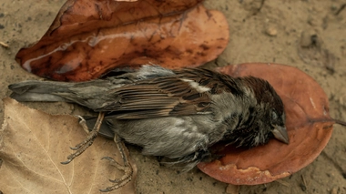 De nombreux oiseaux ont été tués par la grippe aviaire (photo d'illustration)