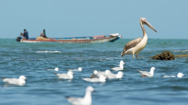 Au Sénégal, des centaines de pélicans sont morts de la grippe aviaire (photo d'illustration)