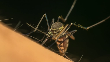 A Mayotte, la chasse aux moustiques est ouverte !