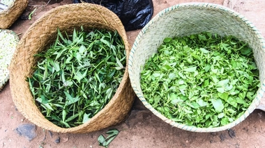 La médecine traditionnelle séduit en Afrique (photo d'illustration)