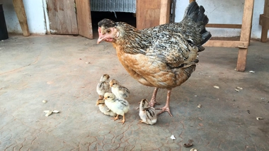 Le Cameroun se barricade contre la grippe aviaire (Image d'illustration)