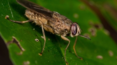 La mouche tsé-tsé est à l'origine de la maladie du sommeil (photo d'illustration)