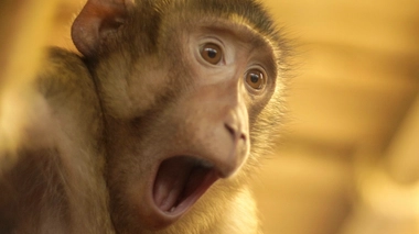 La viande de brousse peut transmettre des maladies