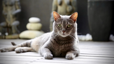 Le chat est un animal de compagnie populaire (photo d'illustration)