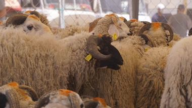 Des moutons dans un souk à Casablanca, au Maroc
