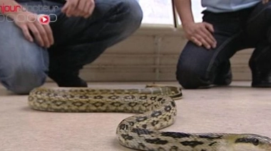 Le python au secours des malades cardiaques ?