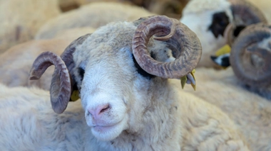 Le Maroc devrait vivre un Aïd Al-Adha sans précédent (photo d'illustration)