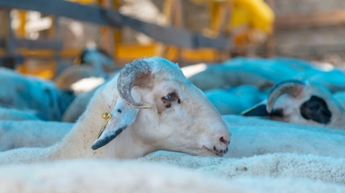 De nombreux musulmans s'apprêtent à célébrer la fête du sacrifice (photo d'illustration)