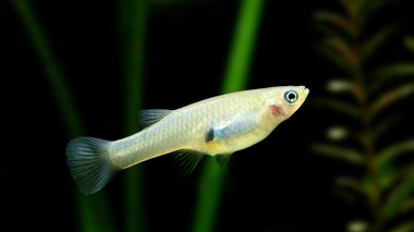 Casablanca a introduit la gambusie, un poisson dévoreur de larves de moustiques, à l'étang d'El Oulfa (photo d'illustration)