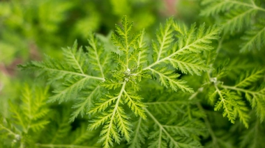 L'artemisia pourrait bientôt être utilisée au Cameroun pour lutter contre le coronavirus (photo d'illustration)