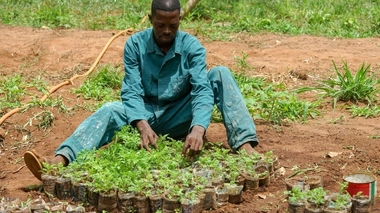 De nombreux Africains se ruent sur l'artemisia pour se protéger du coronavirus (photo d'illustration)