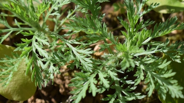 L'artemisia herbal alba est très prisée par les Marocains (photo d'illustration)