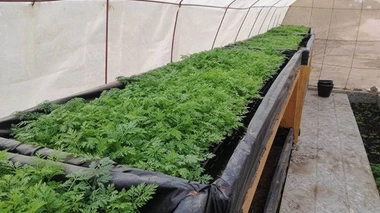 L'artemisia est une plante à l'effet thérapeutique reconnu contre le paludisme (photo d'illustration)