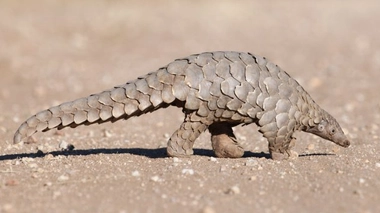 Très prisé en Chine, le pangolin est chassé dans plusieurs pays africains (Illustration)