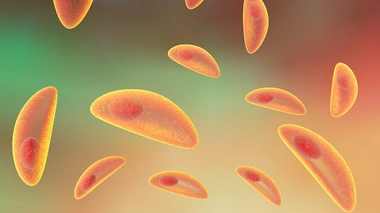 Si elle est anodine pour le commun des mortels, la toxoplasmose est très dangereuse pour le foetus (Illustration)