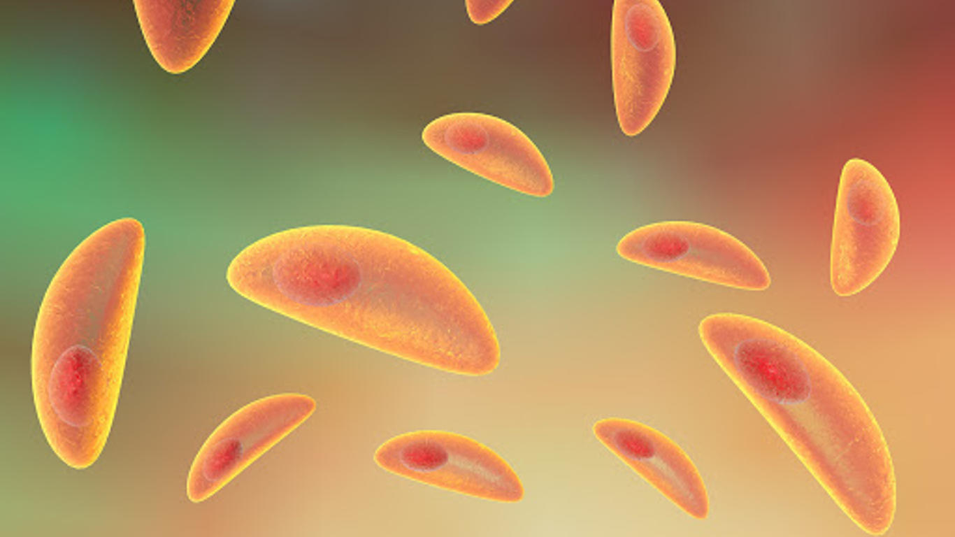 Femme enceinte attention à la toxoplasmose Allo Docteurs — free download