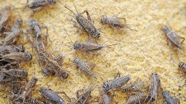 Voilà un élevage de criquets pèlerins (Illustration)