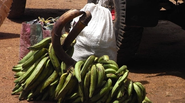 La banane plantain est excellente pour la santé