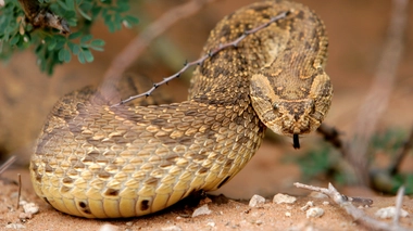 La vipère heurtante est l'un des serpents les plus répandus et les plus redoutables en Afrique