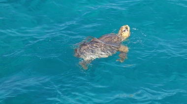 Les Caouannes sont considérées comme une espèce vulnérable