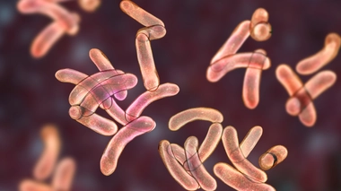 Les régions du Nord et de l’Extrême Nord du Cameroun sont les principaux foyers de propagation du vibrion cholérique, la bactérie responsable du choléra