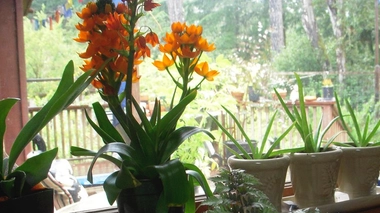 Contrairement aux croyances, les plantes ne filtrent pas l'air chez vous