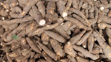 Le manioc est menacé par plusieurs maladies en Afrique (Illustration)