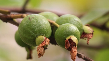 La goyave est une mine d'or pour notre santé !