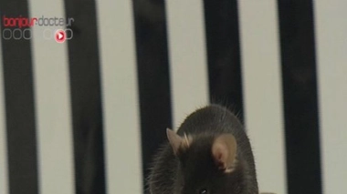Des souris génétiquement modifiées vieillissent moins vite