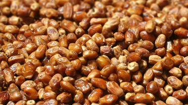 La datte a de nombreux atouts santé