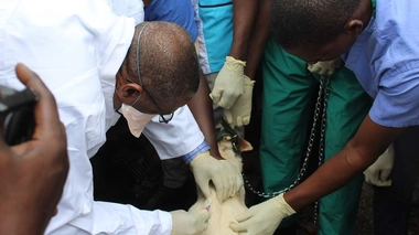 La Guinée veut éradiquer la rage canine d'ici 2030